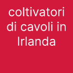 coltivatori di cavoli in Irlanda