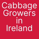 cabbage growers in Ireland