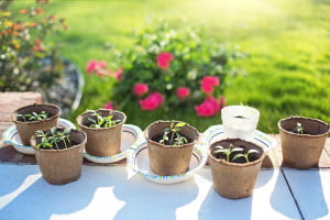 flower pots on a garden table
