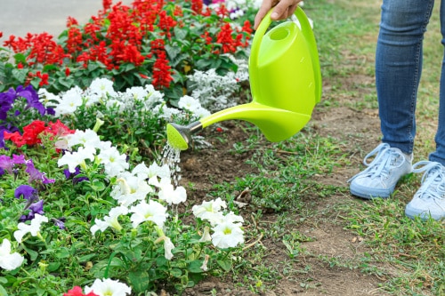 watering a flower bed with a watering can