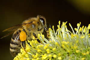 a bee pollinating a flower