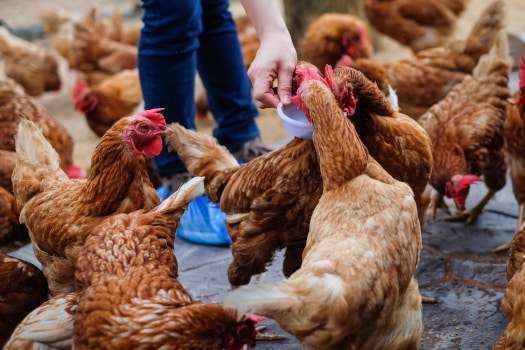 farmer feeding chickens from bowl