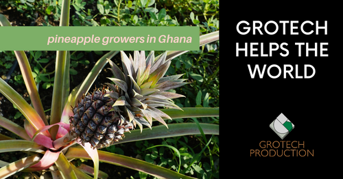 pineapple-growers grotech helps the world - pineapple plant