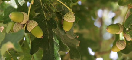 close up of oak tree