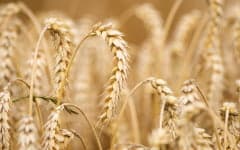 closeup of wheat growing in field