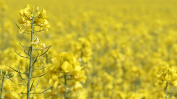 field of rapeseed in flower