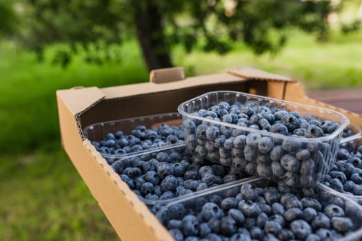 crate containing freshly picked blueberries
