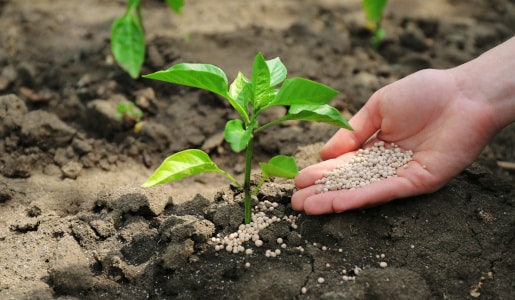 woman holding granular fertiliser next to a small plant