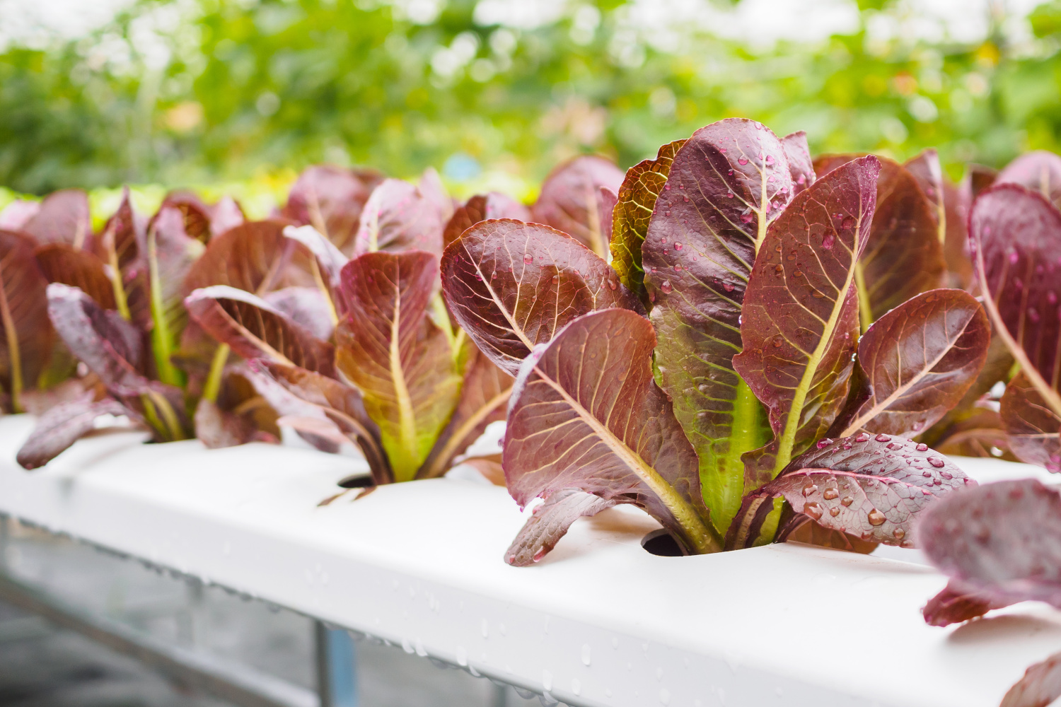 red salad leaves growing in greenhouse