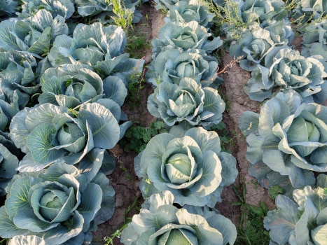 closeup of cabbages growing in a field