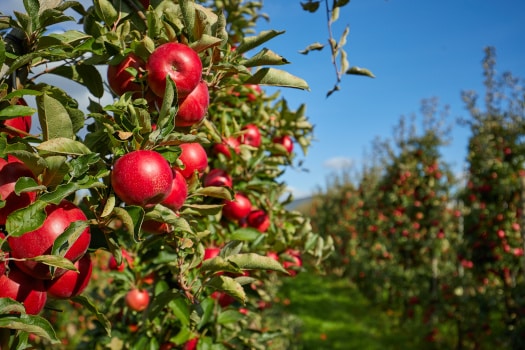 close up of apples on tree in orchard