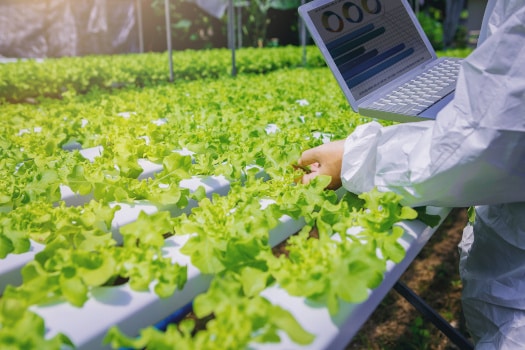 researcher checking quality of crop in greenhouse