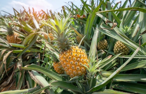 close up of pineapple fruit growing on the plant at a farm