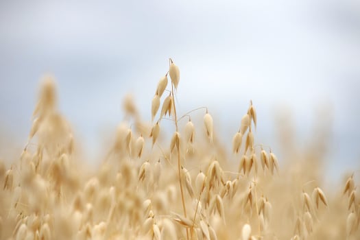 close up of oat crop in field