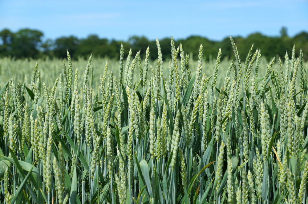 arable-crops close up of young green wheat field