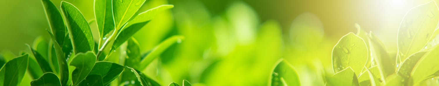 eco-manufacturing close up of green leaves with blurred green background